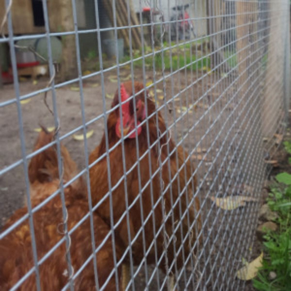 Grillage pour animaux, clôtures pour vos poules, lapins, moutons